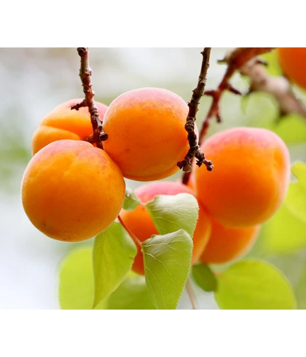Zwergaprikose 'Orange Beauty' - Image 2