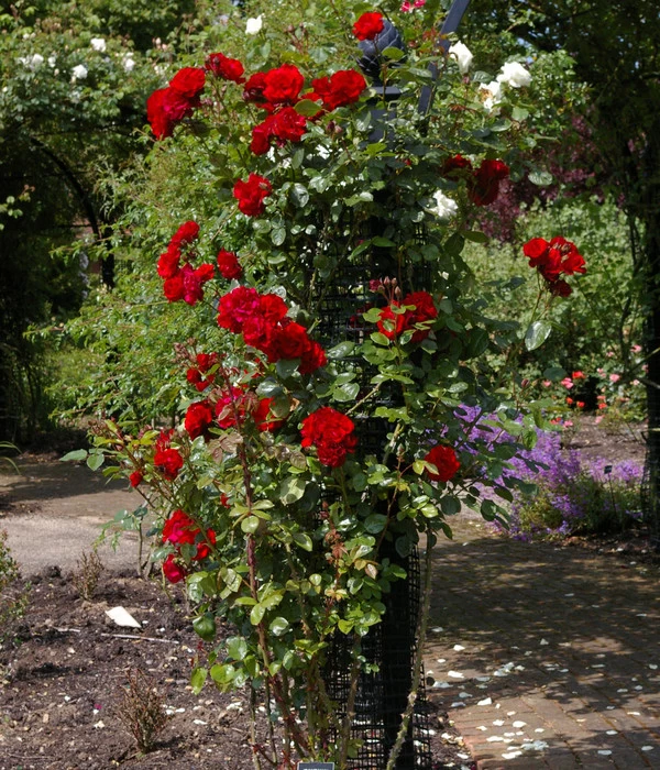 Kletterrose 'Santana®' - Image 3