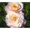 Edelrose 'Aquarell®', Stämmchen