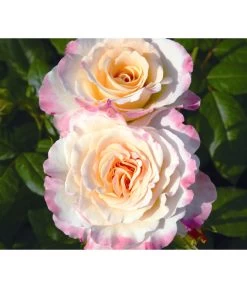 Edelrose 'Aquarell®', Stämmchen