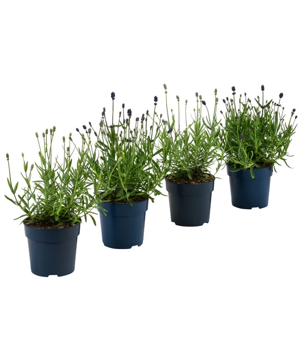 Lavendel-Set Lavendel-Vielfalt, 4-teilig
