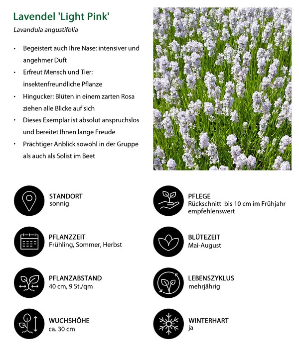 Lavendel-Set Lavendel-Vielfalt, 4-teilig - Image 6