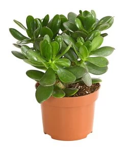 Geldbaum - Crassula Ovata