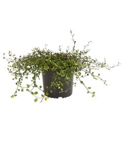 Mühlenbeckia, Kleinblättrig