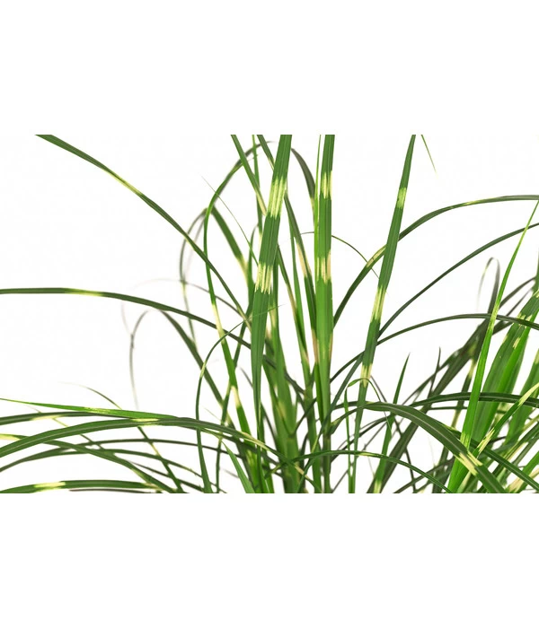 Zwerg-Chinaschilf 'Strictus Dwarf' - Image 2