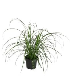 Zwerg-Chinaschilf 'Strictus Dwarf'