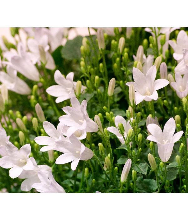 Glockenblume - Campanula Portenschlagiana 'Get Mee®' – Bild 3