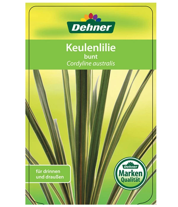 Keulenlilie - Cordyline Australis Variegata – Bild 3