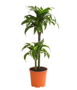 Drachenbaum - Dracaena Deremensis 'Dorado'
