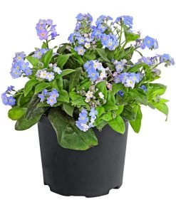 Vergissmeinnicht 'Myomark'