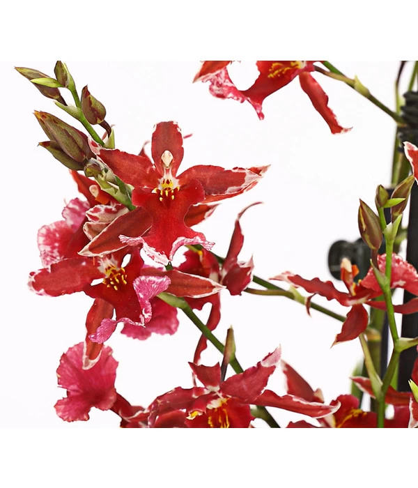 Burrageara-Orchidee - Burrageara 'Lazio' - Image 2