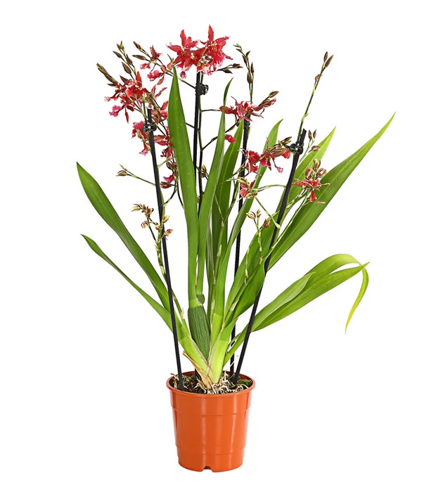Burrageara-Orchidee - Burrageara 'Lazio'