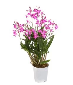 Duft-Traubenorchidee - Dendrobium Kingianum 'Berry'
