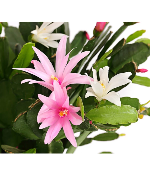 Frühlingskaktus-Duo - Hatiora X Graeseri - Image 3