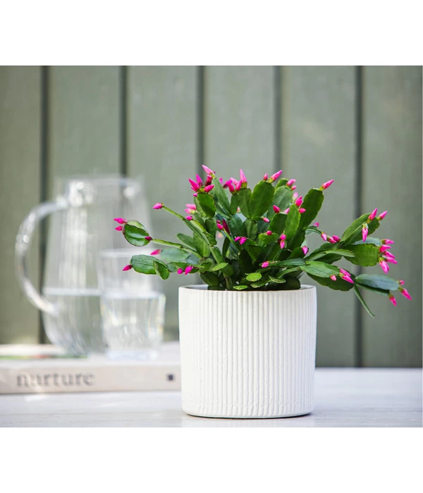 Frühlingskaktus-Duo - Hatiora X Graeseri - Image 2