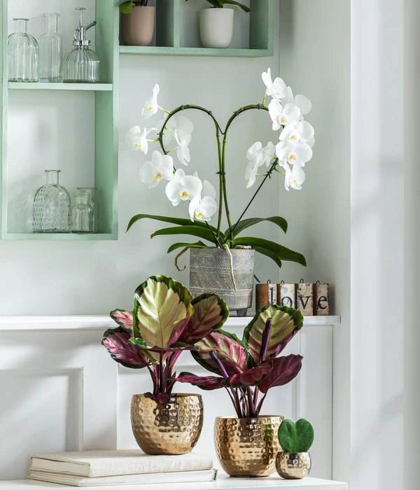 Korbmarante - Calathea Roseopicta 'Silvia' - Image 2