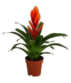 Vriesea - Bromelia Cultivars 'Intenso Orange'