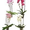 Schmetterlingsorchidee - Phalaenopsis Cultivars 'Cascade', Verschiedene Sorten