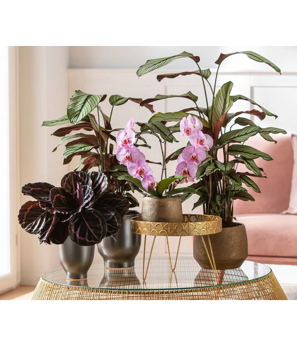 Korbmarante - Calathea 'Whitestar' - Image 2