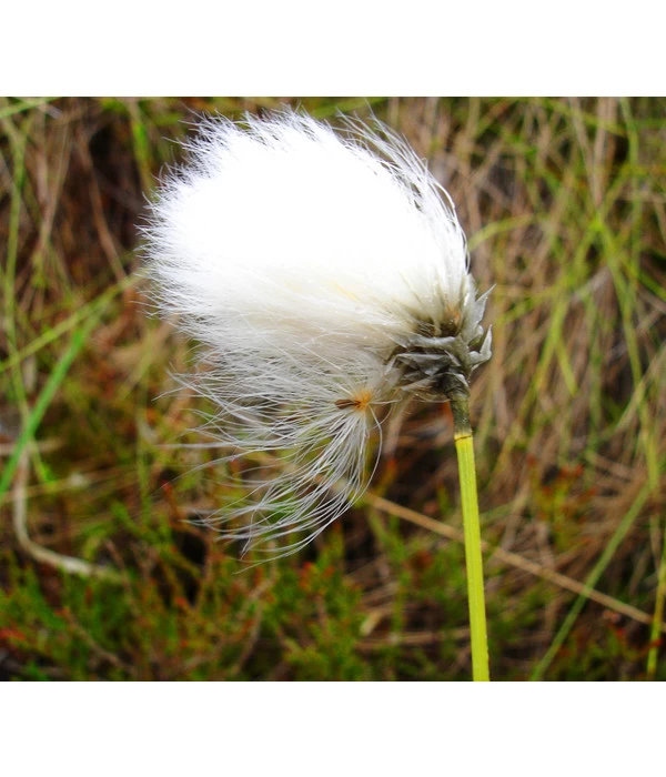 Schmalblättriges Wollgras - Image 3