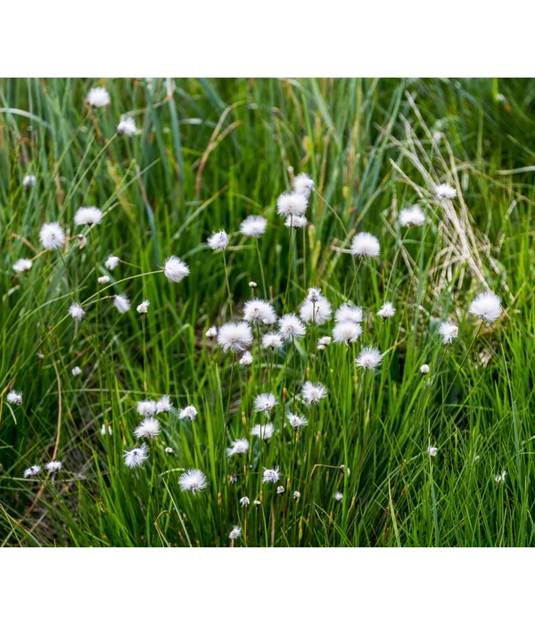 Schmalblättriges Wollgras - Image 2