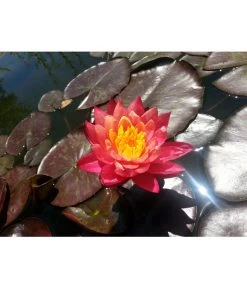 Dehner Seerose 'Aurora'