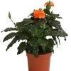 Krossandra - Crossandra Infundibuliformis, Orange