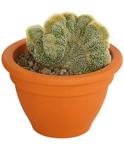 Goldenes Fass - Eriocactus Leninghausii F. Cristata, Im Tontopf