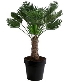 Wagners Hanfpalme, Ca. 110-130 Cm