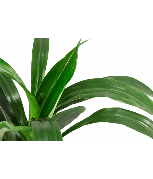 Drachenbaum - Dracaena 'Janet Lind', Hydrokultur - Image 2
