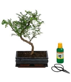 Bonsai Szechuan-Pfeffer - Zanthoxyllum Piperitum, Anfänger-Set, 10 Jahre