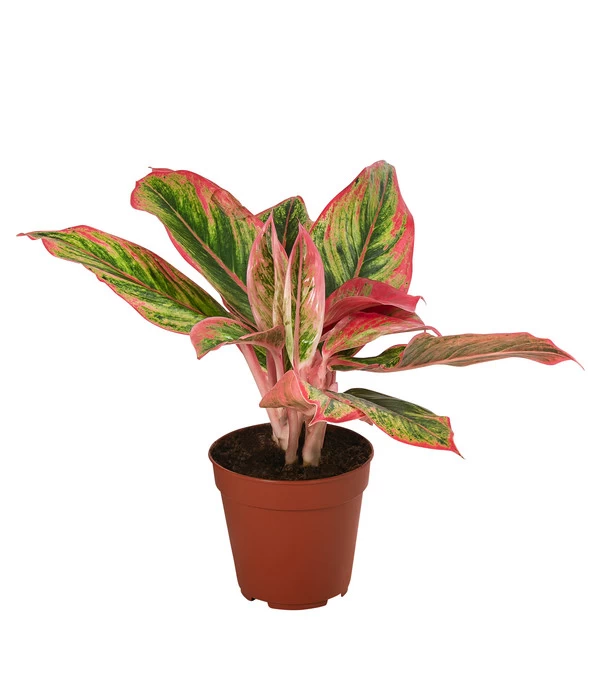 Buntblättriger Kolbenfaden-Set - Aglaonema Commutatum, 3-teilig - Image 2