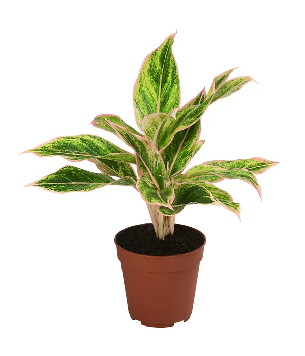 Buntblättriger Kolbenfaden-Set - Aglaonema Commutatum, 3-teilig - Image 3
