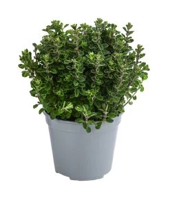 Dehner Gourmet Garten Majoran, Einjährig