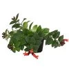 Schamblume - Aeschynanthus Radicans 'Mona Lisa'