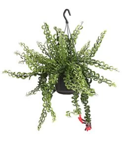 Schamblume - Aeschynanthus Cultivars 'Twister', Ampel