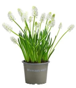 Traubenhyazinthe 'White Magic'