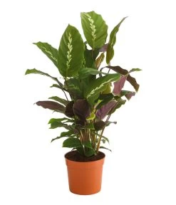 Korbmarante - Calathea 'Maui Queen'