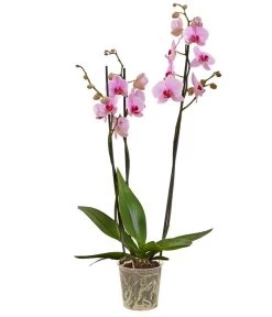 Schmetterlingsorchidee - Phalaenopsis Cultivars