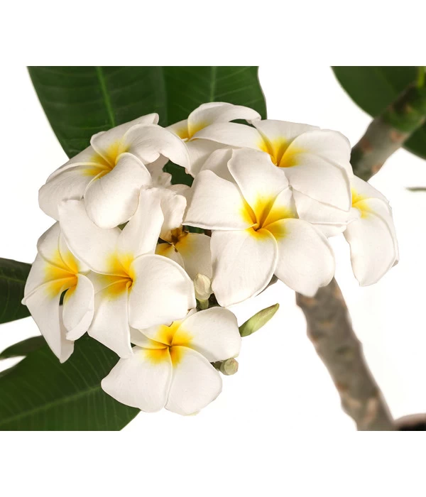 Frangipani - Plumeria Alba - Image 2