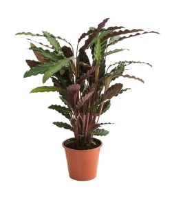 Korbmarante - Calathea 'Wavestar'