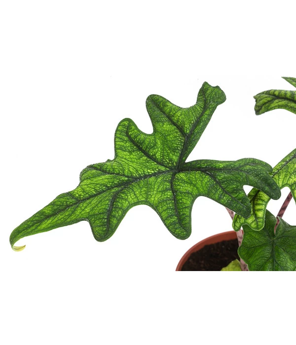 Pfeilblatt - Alocasia 'Jacklyn' - Image 3