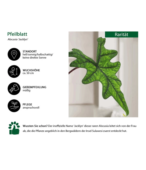 Pfeilblatt - Alocasia 'Jacklyn' - Image 2