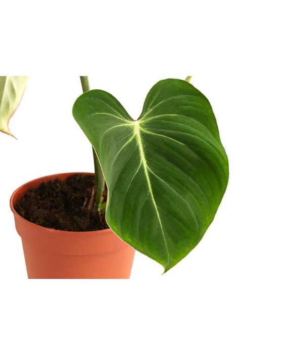 Baumfreund - Philodendron Gloriosum - Image 3