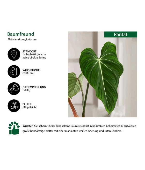 Baumfreund - Philodendron Gloriosum - Image 2