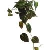 Baumfreund - Philodendron Scandens 'Micans'