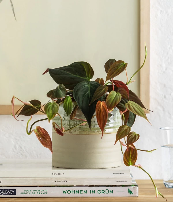 Baumfreund - Philodendron Scandens 'Micans' - Image 3