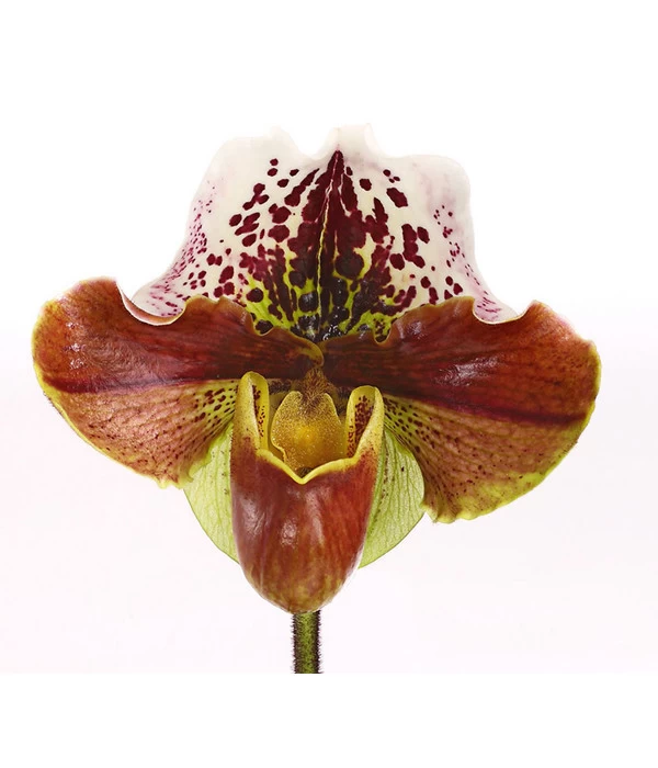 Frauenschuh - Paphiopedilum Hybride, Verschiedene Sorten - Image 7