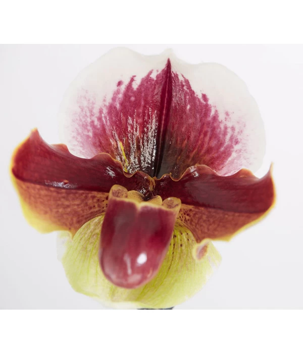 Frauenschuh - Paphiopedilum Hybride, Verschiedene Sorten - Image 10