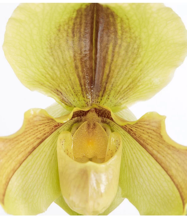Frauenschuh - Paphiopedilum Hybride, Verschiedene Sorten - Image 8